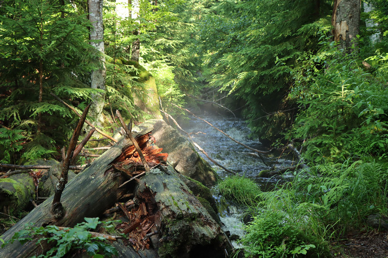 Die Staffelwanderung führte entlang des idyllischen Steinbachs durch offene und dichte Wälder