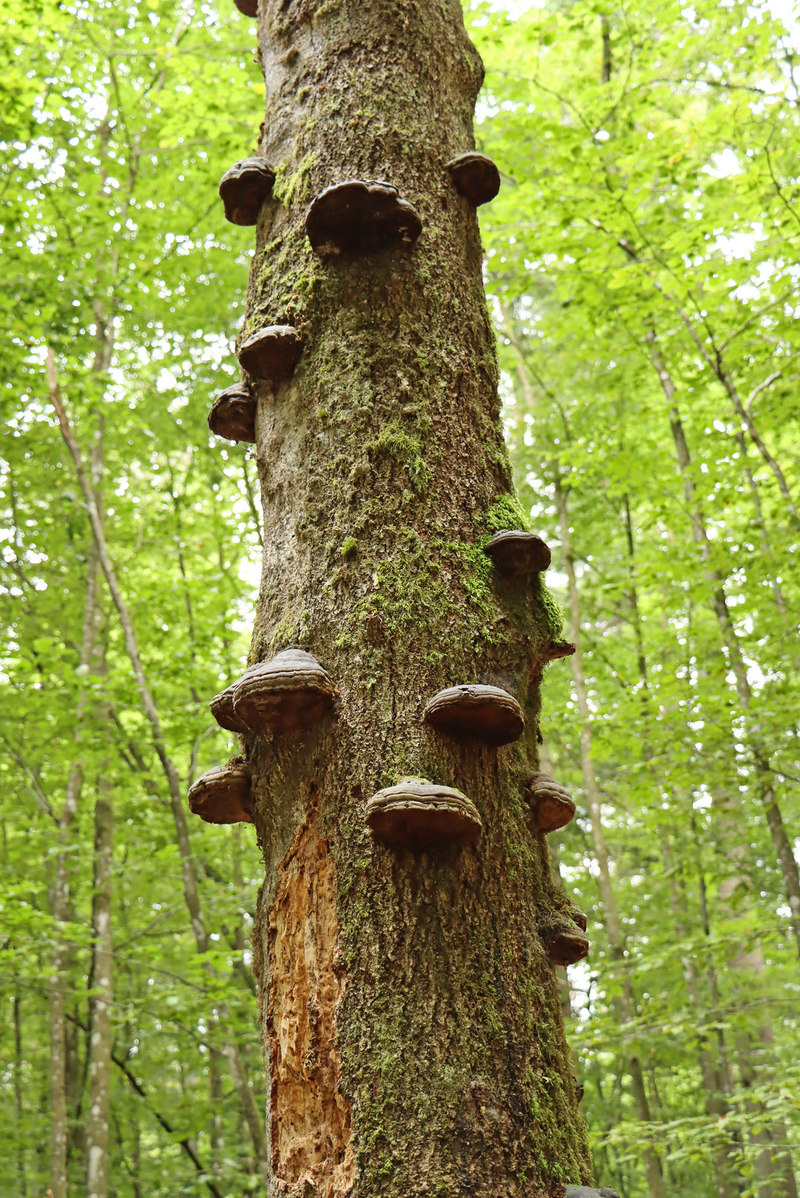 Wichtiger Lebensraum: Totholz im Urwald bei Mittelsteighütte