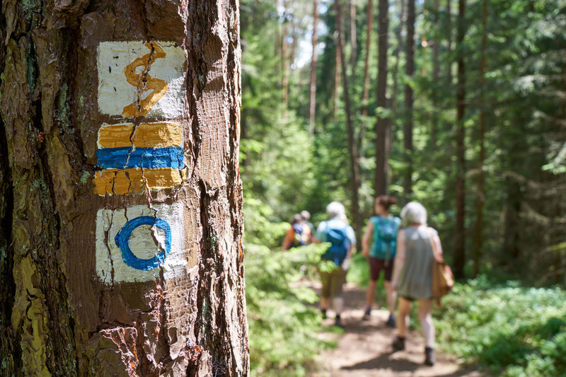 Die Goldsteig-Markierung auf der Etappe 6 im Oberpfälzer Wald