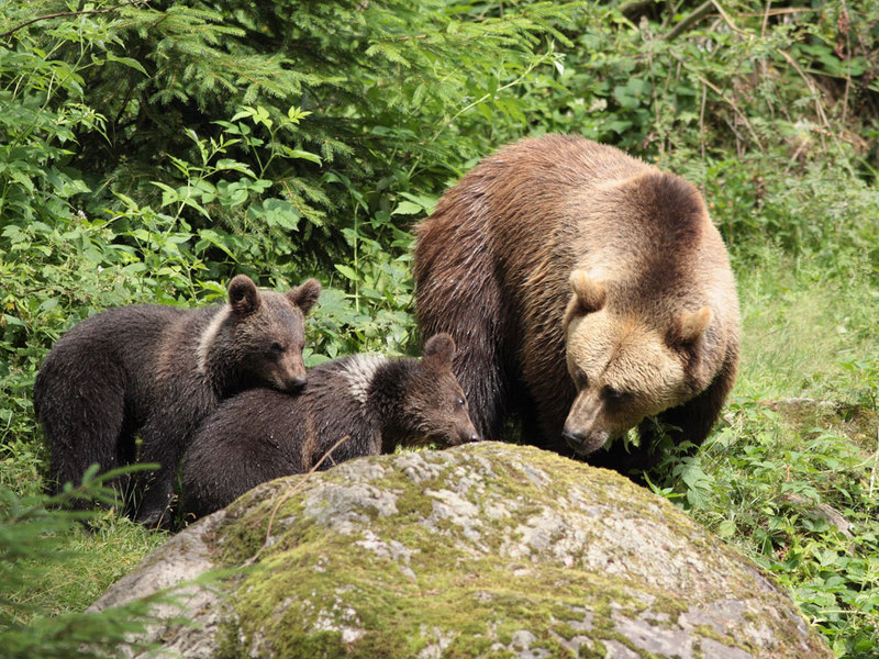 Eine Bärenmutter mit ihren zwei Jungbären im Tier-Freigelände des Nationalparkzentrums Lusen im Bayerischen Wald.