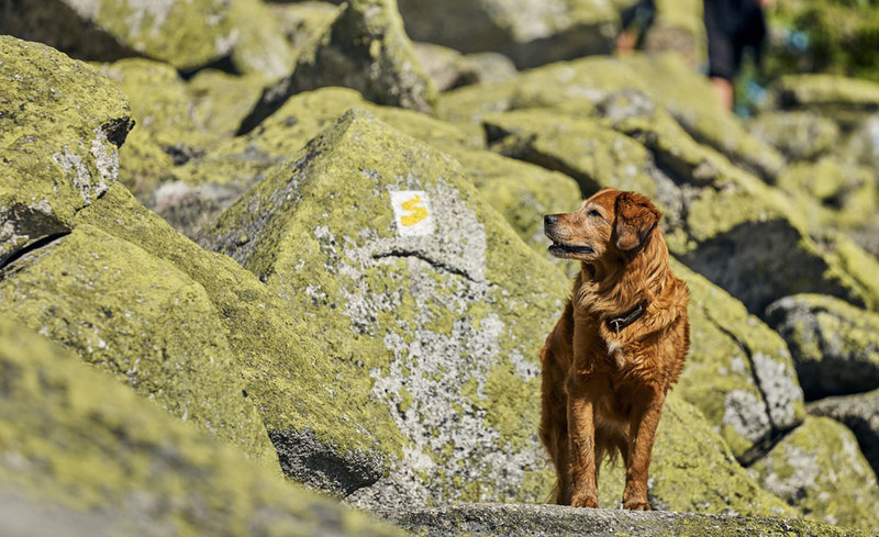 Wandern mit Hund am Goldsteig ist ein unvergessliches gemeinsames Erlebnis